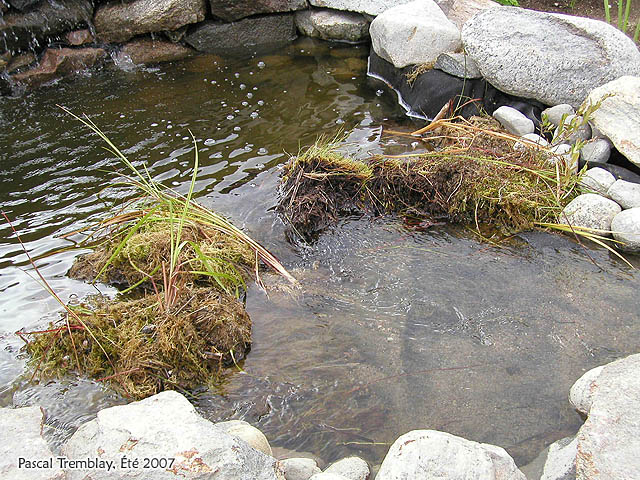 DIY bassin de jardin - mise en place d'un système de filtration naturelle -  Stéphanie bricole