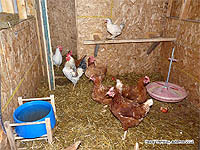 Abreuvoir chauffant solaire - Abreuvoir chauffant pour oiseaux ou volailles - Abreuver les poules en hiver