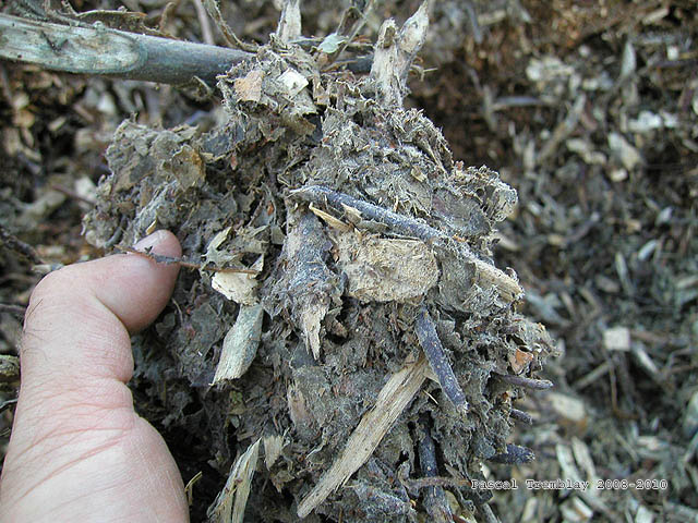 Bois ramal fragment BRF - paillis dcoratif - paillis organique - paillis forestier