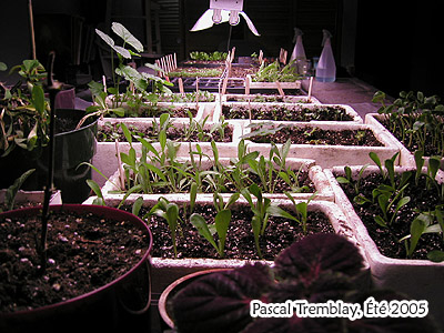 Table  semis et lampes fluorescentes - Les Semis - Plants sous la lumire - Culture hydroponique
