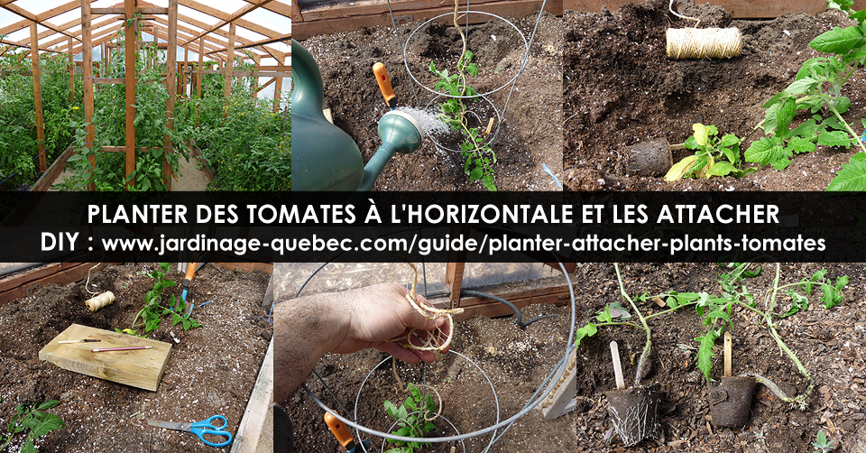 Comment cultiver les tomates - Pépinière Villeneuve