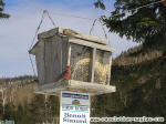Bec-Crois  ailes blanches, Anse-Saint-Jean