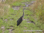 Rivire des Ha! Ha! Grand Hron (immature), La Baie